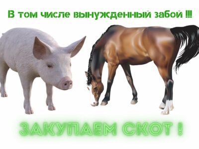 Закупаю скот для забоя!