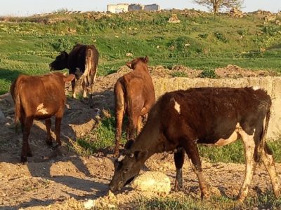 Продам телок полукровок от Джерсийского быка.