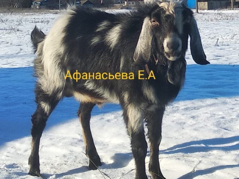 Продается Классный козел!! 100% родители АДГА